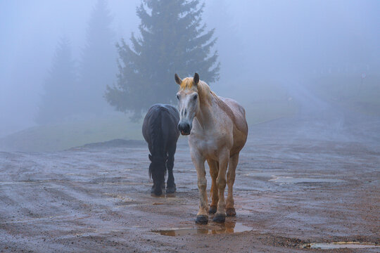 feral horses in Apuseni mountains