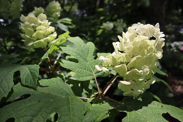 紫陽花