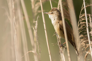 Great reed warbler (Acrocephalus arundinaceus) singing in the reed beds by the river shore in natural habitat Drava river