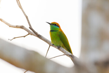 Merops orientalis or Green Bee-eater bird on tree branch.