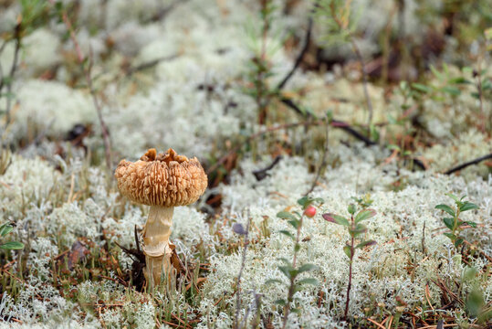 Russula mushroom with brittle hat grows on moss in pine forest on summer day.