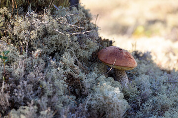 Fototapeta premium Edible mushroom boletus with red hat grows on white moss on an autumn day in the forest.