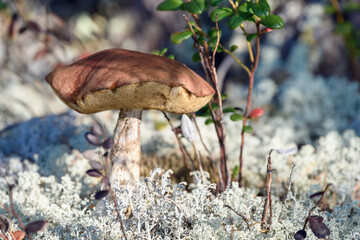 Edible mushroom boletus with red hat grows on white moss on an autumn day in the forest.