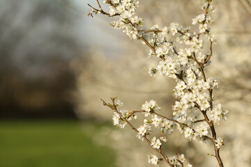 Prunus spinosa or blackthorn or sloe, a species of flowering plant in the rose family Rosaceae native to Europe, widespread white flowering early spring large deciduous shrub bush or small tree growin