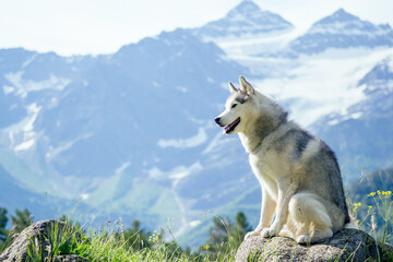 Dog with a woman walking mountains outdoors