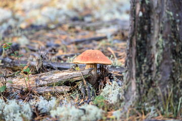 Edible mushroom boletus with red hat grows on white moss on an autumn day in the forest.