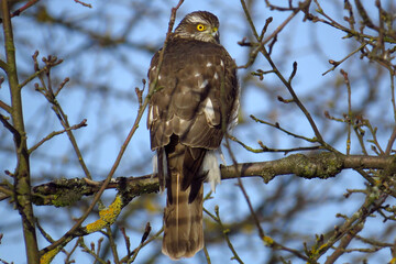 Eurasian sparrowhawk (Accipiter nisus) hiding in the trees and stalking garden birds, female sparrowhawk in the garden