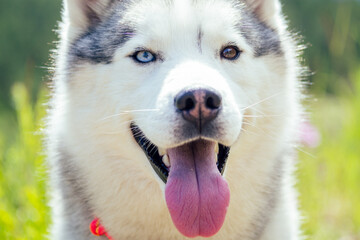 Young pretty girl running outdoor in the spring with Mountain dog