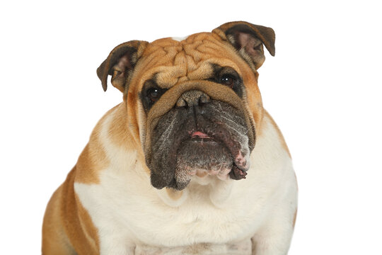 Close-up portrait of thoroughbred English bulldog over white