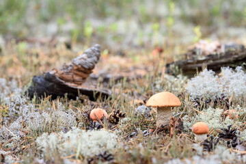 Group of edible boletus edulis with red hat grows on white moss on summer day in the forest.