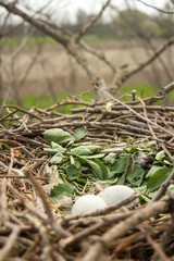 Common buzzard eggs in the nest, close up photo taken by climbing on the tree in natural habitat,...