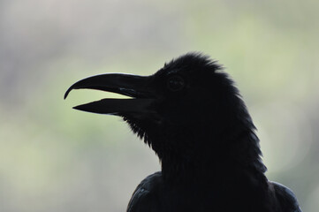 Portrait of black crow over blur green tree in park