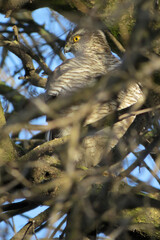 Eurasian sparrowhawk (Accipiter nisus) hiding in the trees and stalking garden birds, female sparrowhawk in the garden