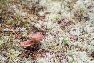 Poisonous toadstool mushroom growing in the forest.
