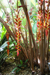 Heliconiaceae, heliconia pogonantha var pogonantha