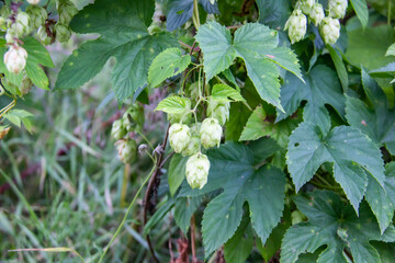 Green hop cones for beer and bread production, close up. Agriculture background with detail hop cones and grass