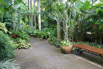 Tropical rainforest garden in Far North Queensland