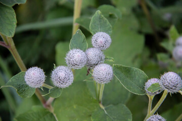 The latin name Arctium lappa, commonly called greater burdock. Spines of a burdock. Blooming medicinal plant burdock.