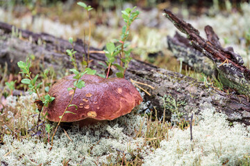 Fresh boletus with red hat and thick leg grows near tree on white moss in pine forest.