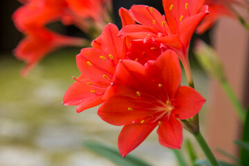 wild flowers in the field