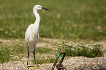 Little egret (Egretta garzetta), small white heron egret with black beak, long black legs and yellow feet, aquatic bird in natural habitat at the river rocks