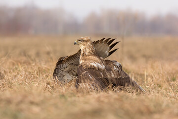 Common buzzard (Buteo buteo) in natural habitat close up in grass, buzzards fighting for prey