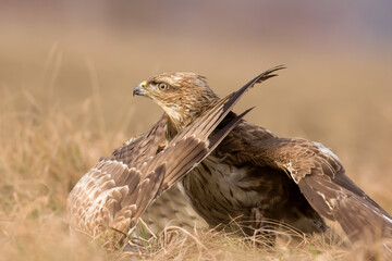 Common buzzard (Buteo buteo) in natural habitat close up in grass, buzzards fighting for prey