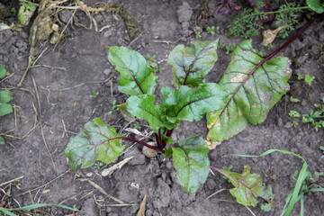 Young beet grows in the beds in the garden. Farm homestead with agricultural landings and growing organic vegetables. Fresh green beet leaves or beet roots. Grows in an organic farm