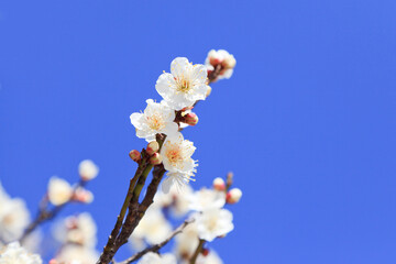Blooming cherry tree