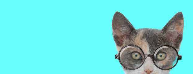 young nerdy metis cat hiding her face from camera