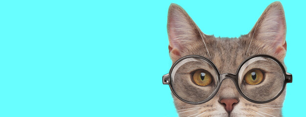 cute funny metis cat wearing eyeglasses, hiding face from camera