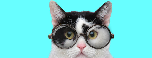 nerdy young metis cat with big eyes wearing eyeglasses