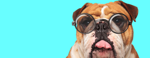 playful English Bulldog dog teasing, sticking out tongue