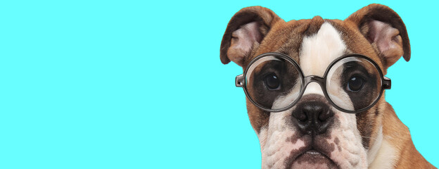 funny nerdy English Bulldog dog wearing eyeglasses