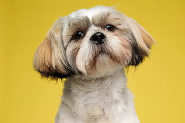 Close up of a happy Shih Tzu puppy looking forward