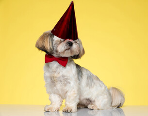 Clumsy Shih Tzu puppy wearing bowtie and party hat