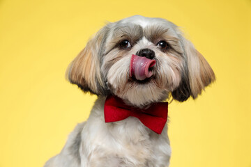 Curious Shih Tzu puppy wearing bowtie and licking its nose