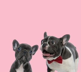 team of two french bulldogs on pink background