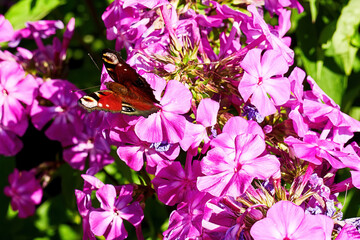 Vivid spotted orange butterfly on the bright purple phlox flower. Animals and floral backgrounds