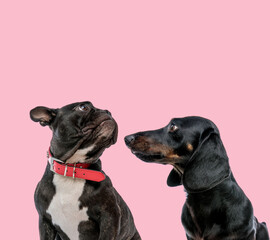 team of pug and teckel dachshund on pink background