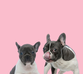 team of pug and french bulldog licking nose on pink background
