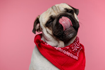 pug dog licking his mouth and wearing a red bandana