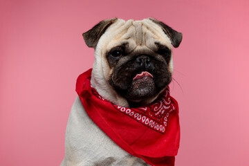 mops dog sticking out his tongue, wearing a red bandana
