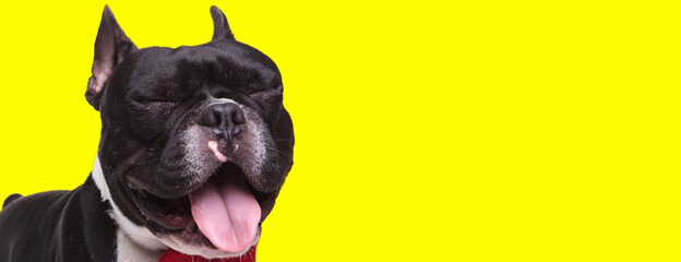 Happy French Bulldog cub panting and smiling, wearing bowtie