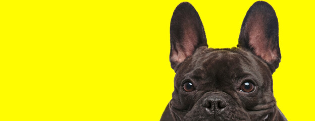Focused French Bulldog cub curiously looking forward