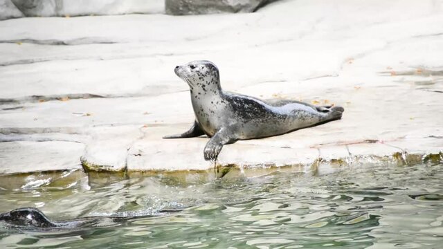 Harbor sea animal playing in zoo