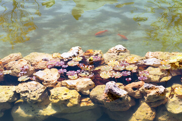 relaxing scene with aquatic plants on the rocks of a pond with colorful fish