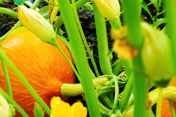 Lush orange pumpkin is ripe and ready for a festive Halloween dinner. Seasonal harvesting and agriculture. Raw vegetables