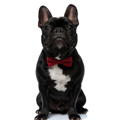 Dutiful French Bulldog puppy wearing bowtie and sitting