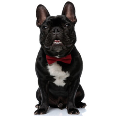 Positive French Bulldog puppy wearing bowtie smiling, and panting